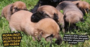 9 KÖPEK YAVRUSUNA SAHİP ÇIKTI