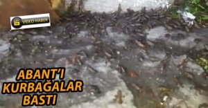 ABANT'I KURBAĞALAR BASTI