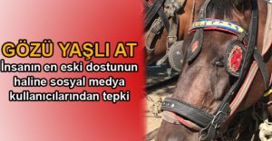 YARALI ATIN HALİNE TEPKİ GÖSTERDİLER