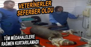 ARACIN ÇARPTIĞI KARACA TELEF OLDU