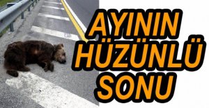 AYI TRAFİK KAZASINDA TELEF OLDU