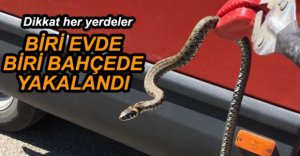 BOLU’YU YILANLAR SARDI