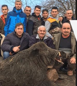 300 KİLOLUK DOMUZU VURDULAR