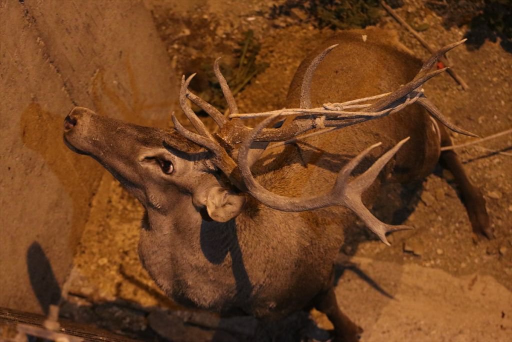 350 KİLOLUK GEYİK İÇİN SEFERBER OLUNDU