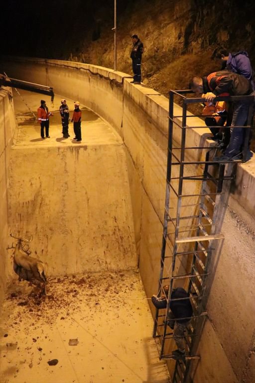 350 KİLOLUK GEYİK İÇİN SEFERBER OLUNDU