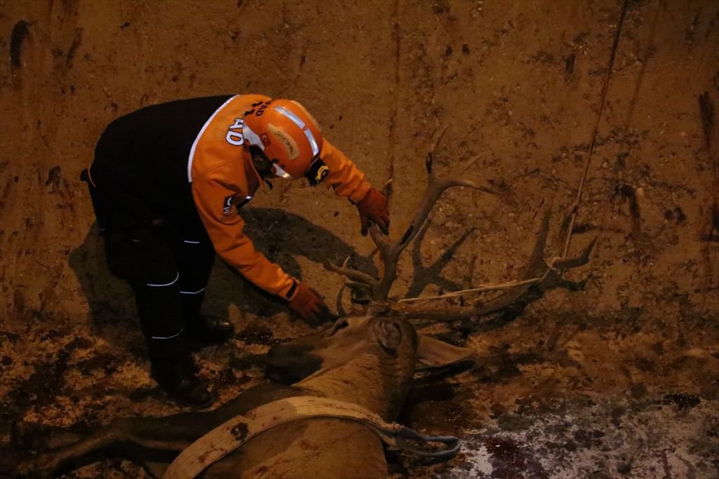 350 KİLOLUK GEYİK İÇİN SEFERBER OLUNDU