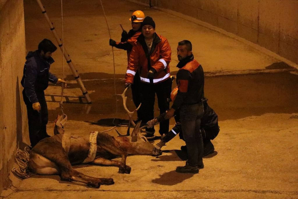 350 KİLOLUK GEYİK İÇİN SEFERBER OLUNDU