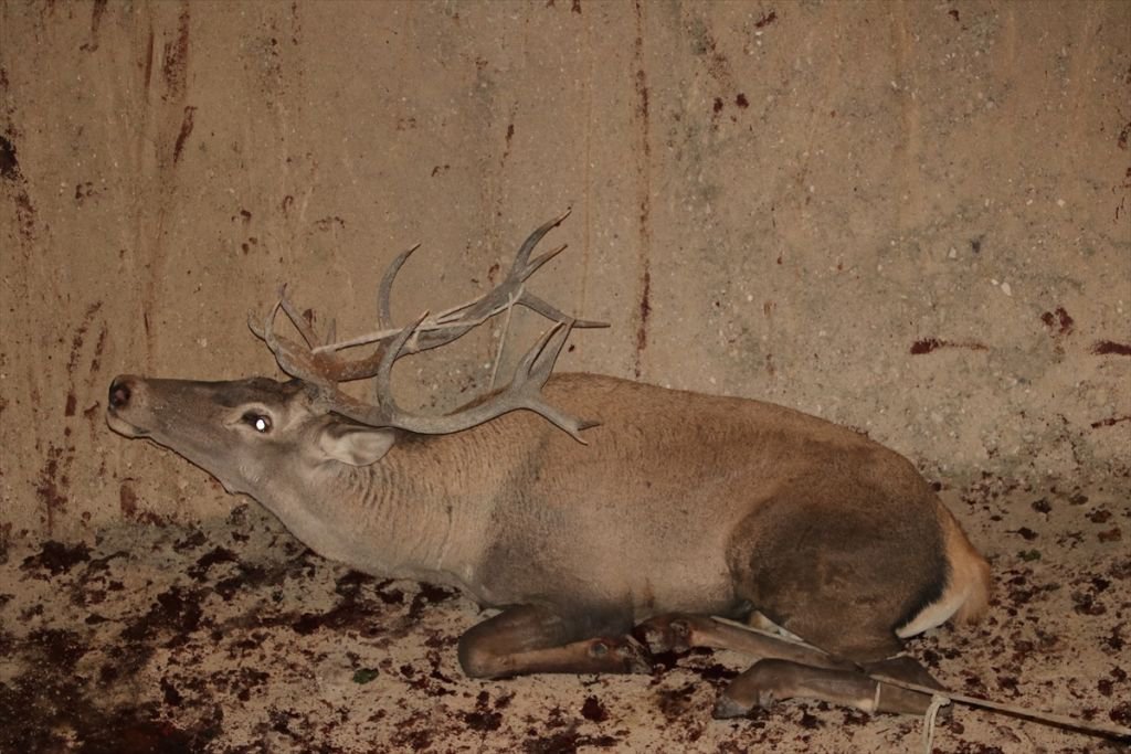 350 KİLOLUK GEYİK İÇİN SEFERBER OLUNDU