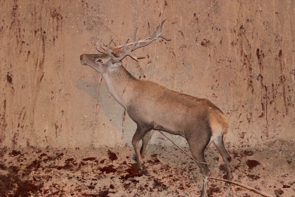 350 KİLOLUK GEYİK İÇİN SEFERBER OLUNDU