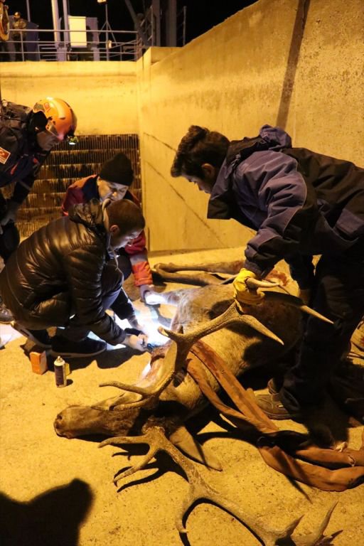 350 KİLOLUK GEYİK İÇİN SEFERBER OLUNDU