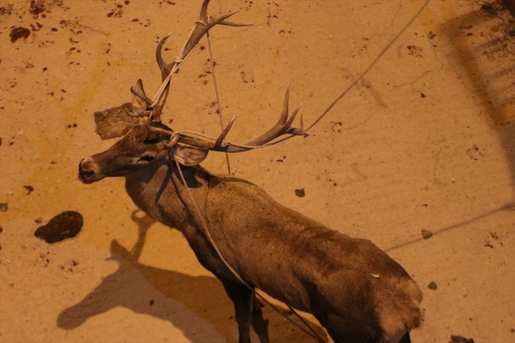 350 KİLOLUK GEYİK İÇİN SEFERBER OLUNDU