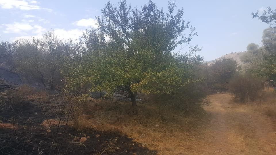 5 DÖNÜM ARAZİ KÜLE DÖNDÜ