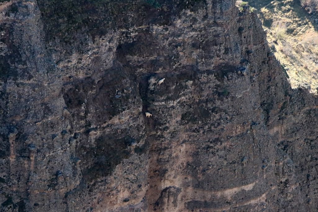 6 KEÇİ İÇİN SEFERBER OLUNDU