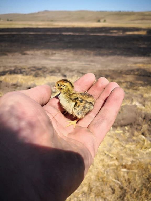 ANIZ YANGININDAN SON ANDA KURTARILDI