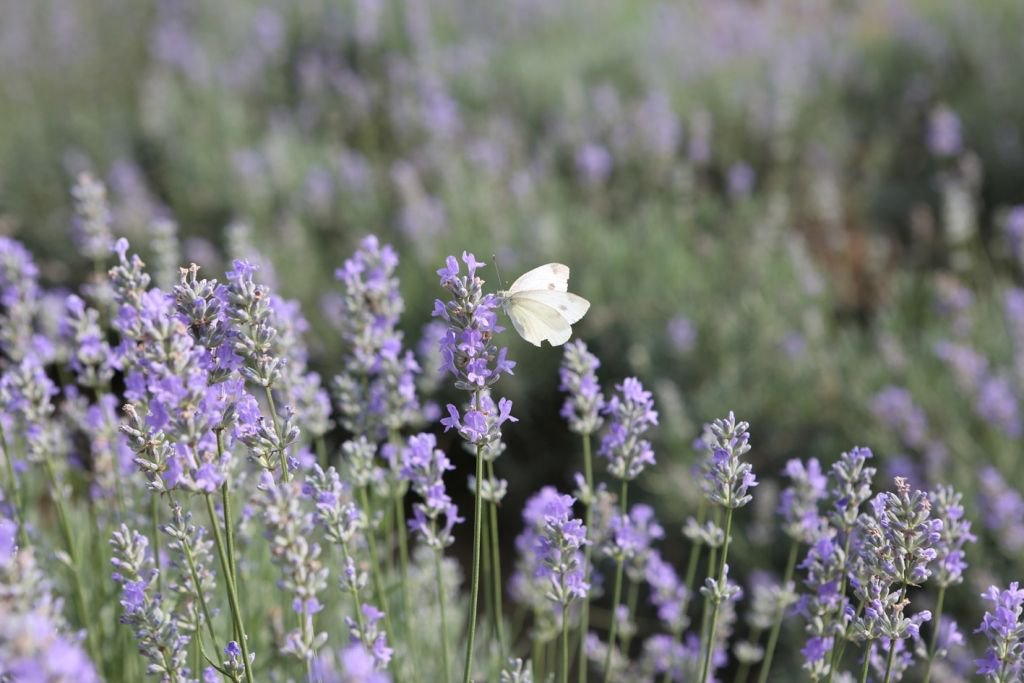 AROMATİK BİTKİLER BOLU'DA AÇTI