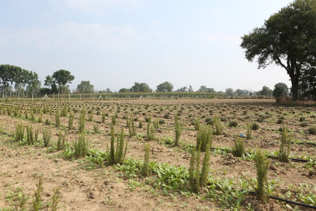 AROMATİK BİTKİLER BOLU'DA AÇTI