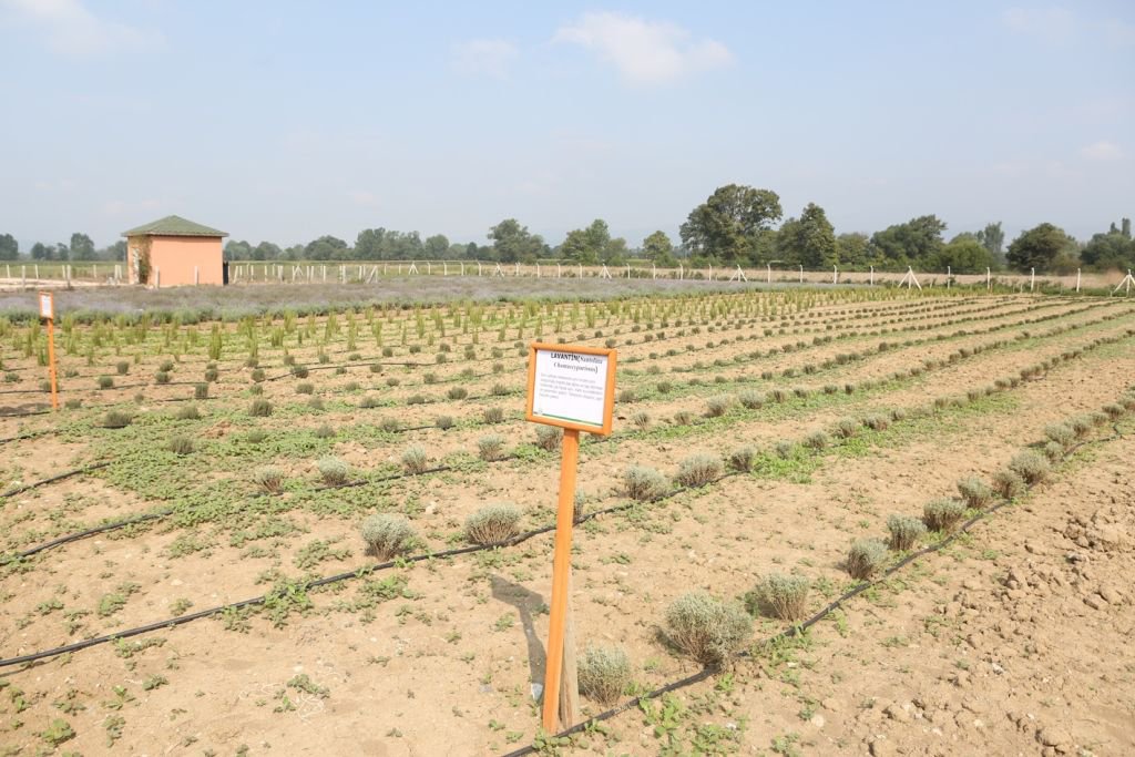 AROMATİK BİTKİLER BOLU'DA AÇTI