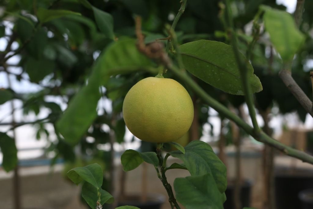 BELEDİYENİN SERASI BÜYÜK İLGİ GÖRÜYOR