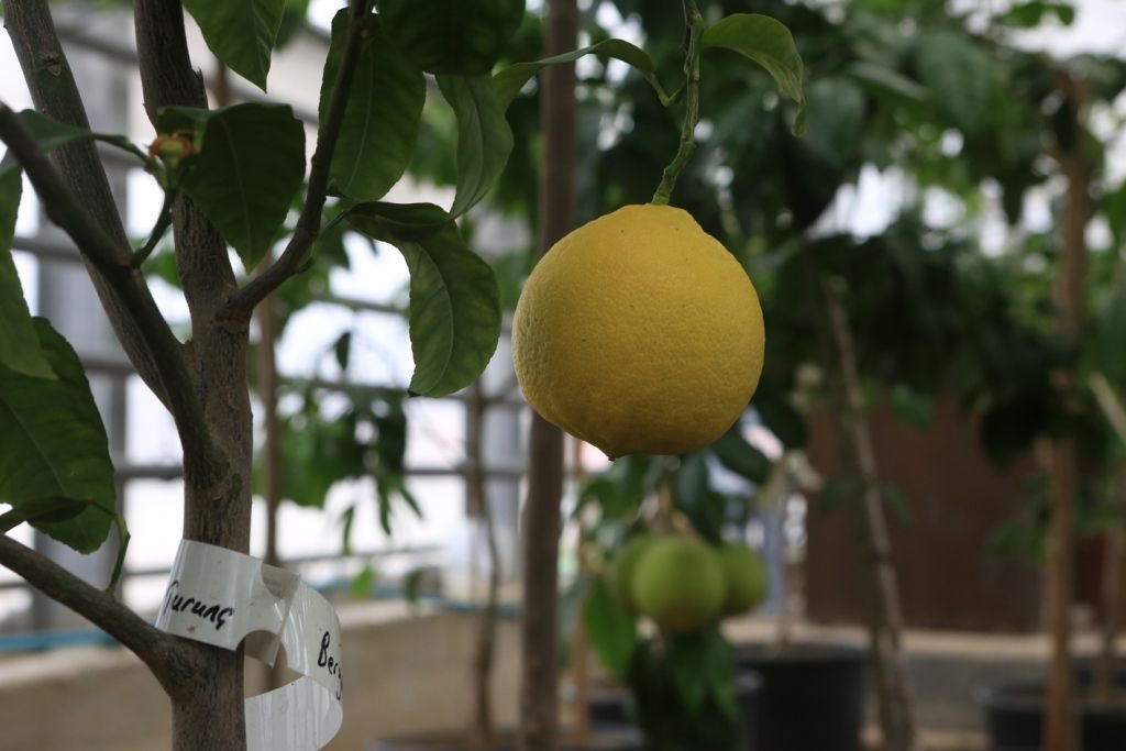 BELEDİYENİN SERASI BÜYÜK İLGİ GÖRÜYOR