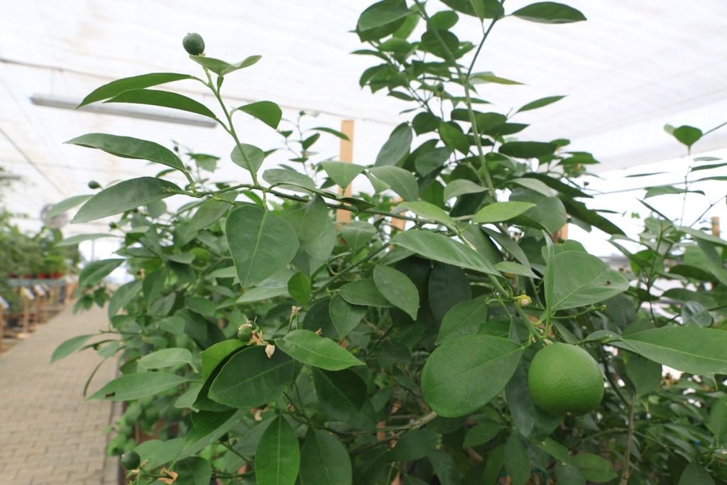 BELEDİYENİN SERASI BÜYÜK İLGİ GÖRÜYOR