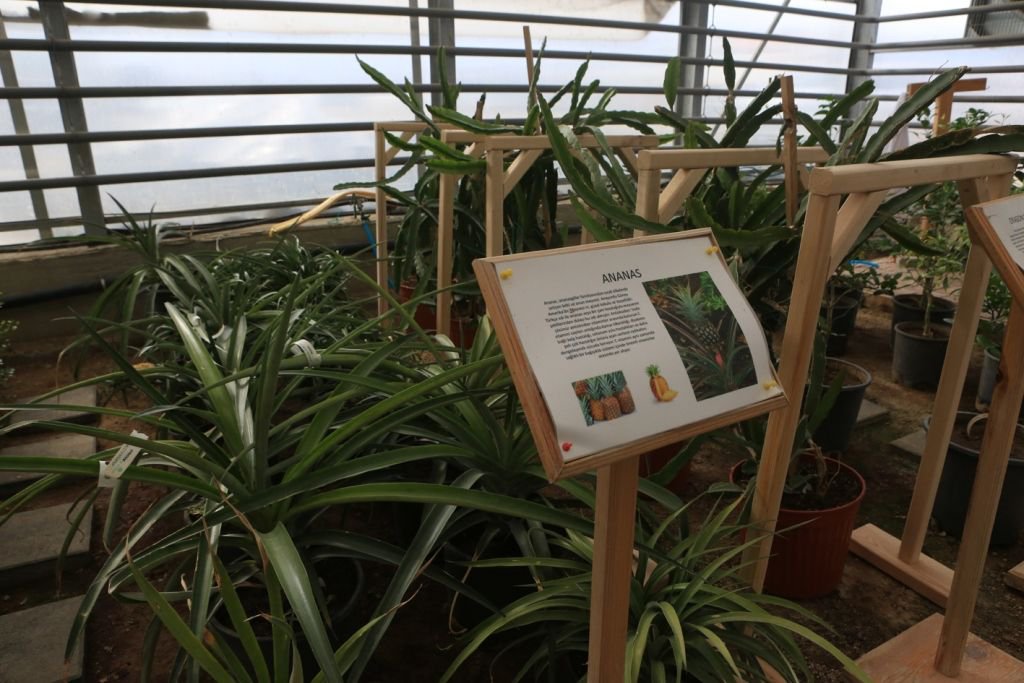 BELEDİYENİN SERASI BÜYÜK İLGİ GÖRÜYOR