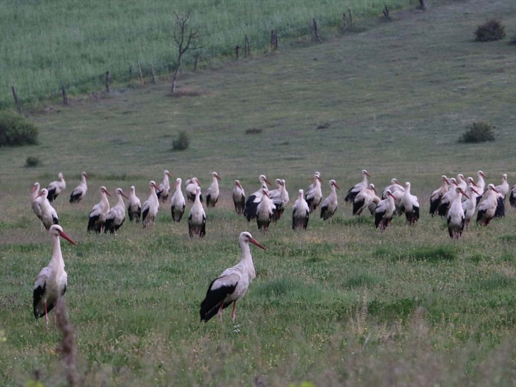 BOLU’DA MOLA VERDİLER