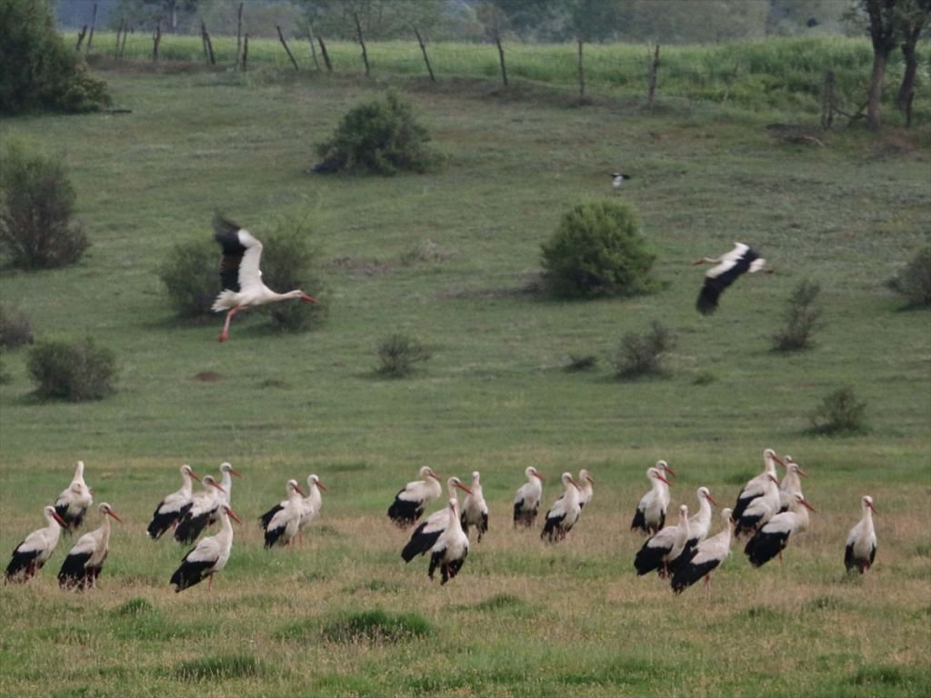BOLU’DA MOLA VERDİLER