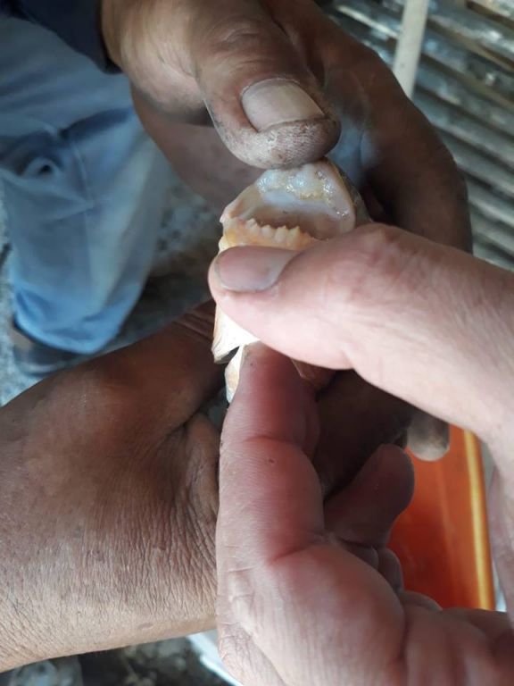 BOLU'DA PİRANA PANİĞİ