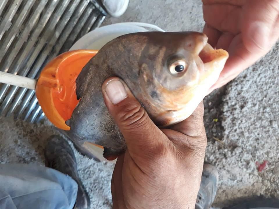 BOLU'DA PİRANA PANİĞİ