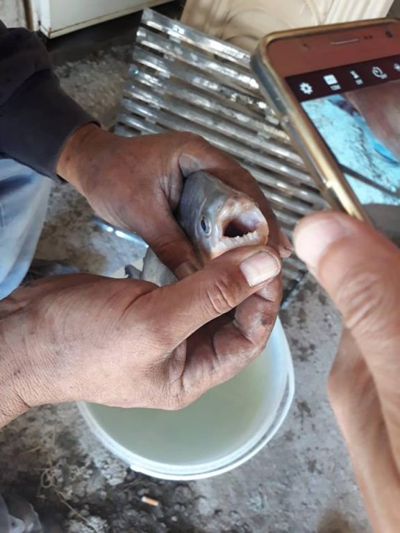 BOLU'DA PİRANA PANİĞİ