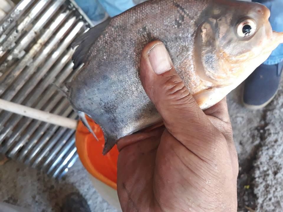 BOLU'DA PİRANA PANİĞİ