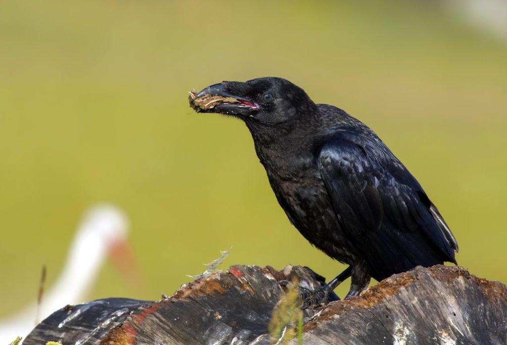 DÜNYA'NIN HER YERİNDEN ZİYARETÇİSİ VAR