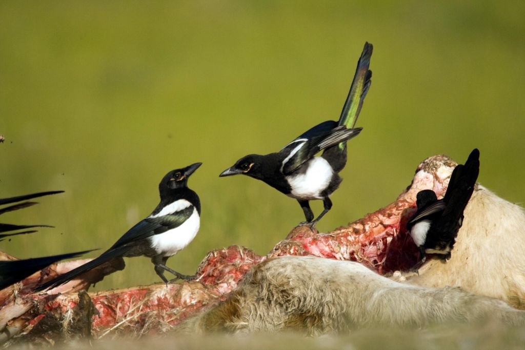 DÜNYA'NIN HER YERİNDEN ZİYARETÇİSİ VAR