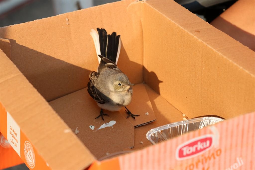 EN YAKIN ARKADAŞI YARALI KUŞU OLDU