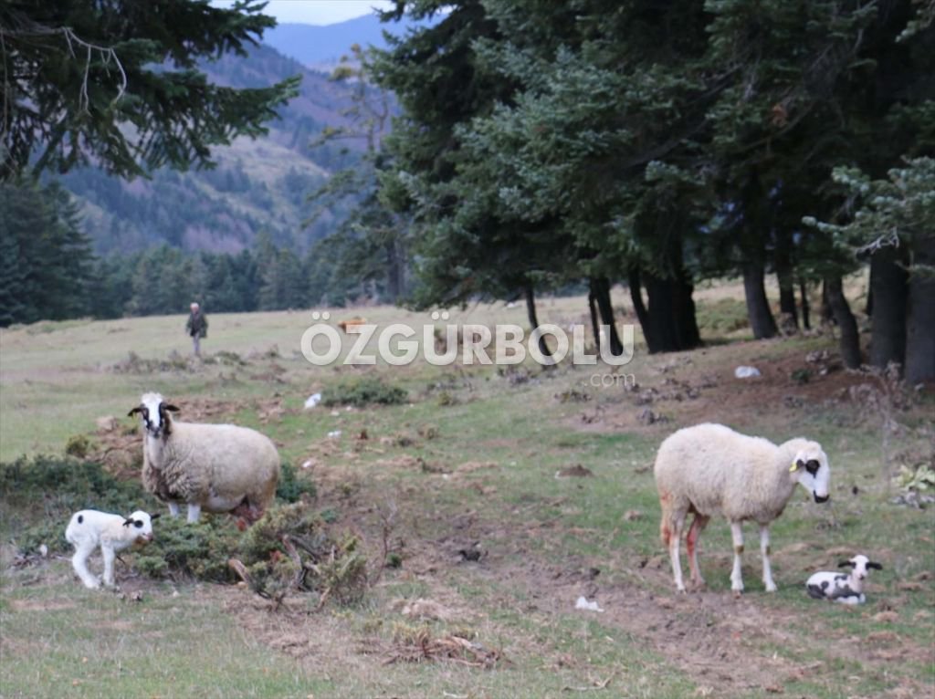 EV ALEV ALEV YANDI, HAYVANLAR SON ANDA KURTARILDI