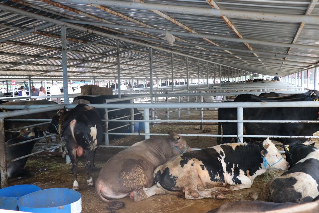 HAYVAN PAZARINDA SAHTE PARA DENETİMİ