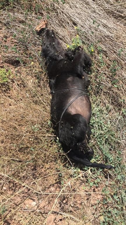 KATLİAMA TEPKİLER DİNMİYOR