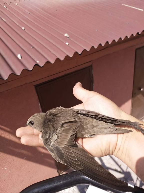 KUR'AN-I KERİM'E KONU OLAN KUŞ KURTARILDI