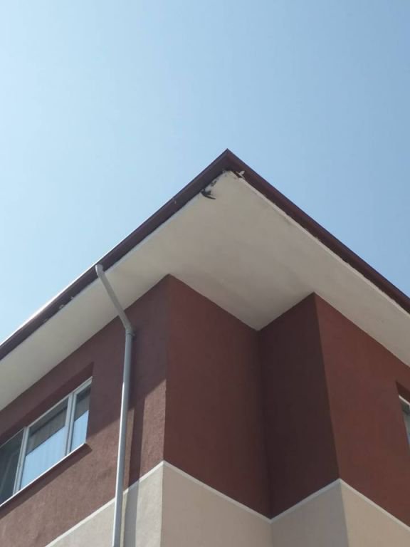 KUR'AN-I KERİM'E KONU OLAN KUŞ KURTARILDI