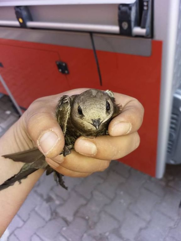 KUR'AN-I KERİM'E KONU OLAN KUŞ KURTARILDI