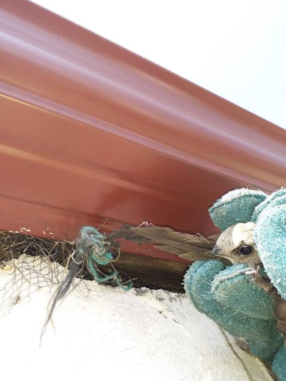 KUR'AN-I KERİM'E KONU OLAN KUŞ KURTARILDI