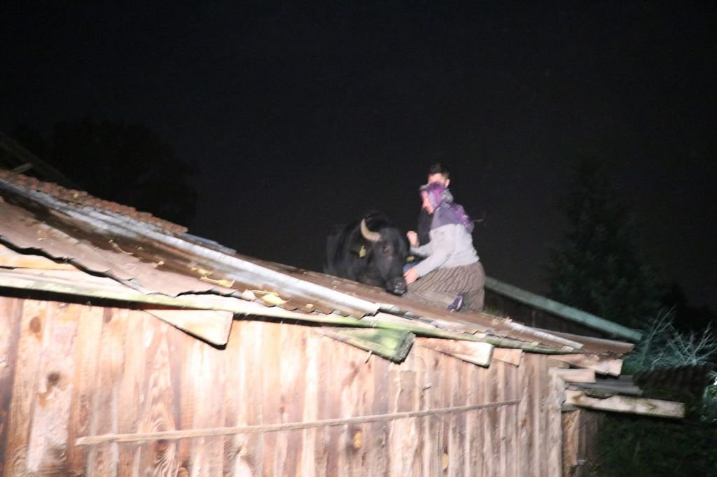 MANDA ÇATIYA ÇIKTI, EKİPLER SEFERBER OLDU