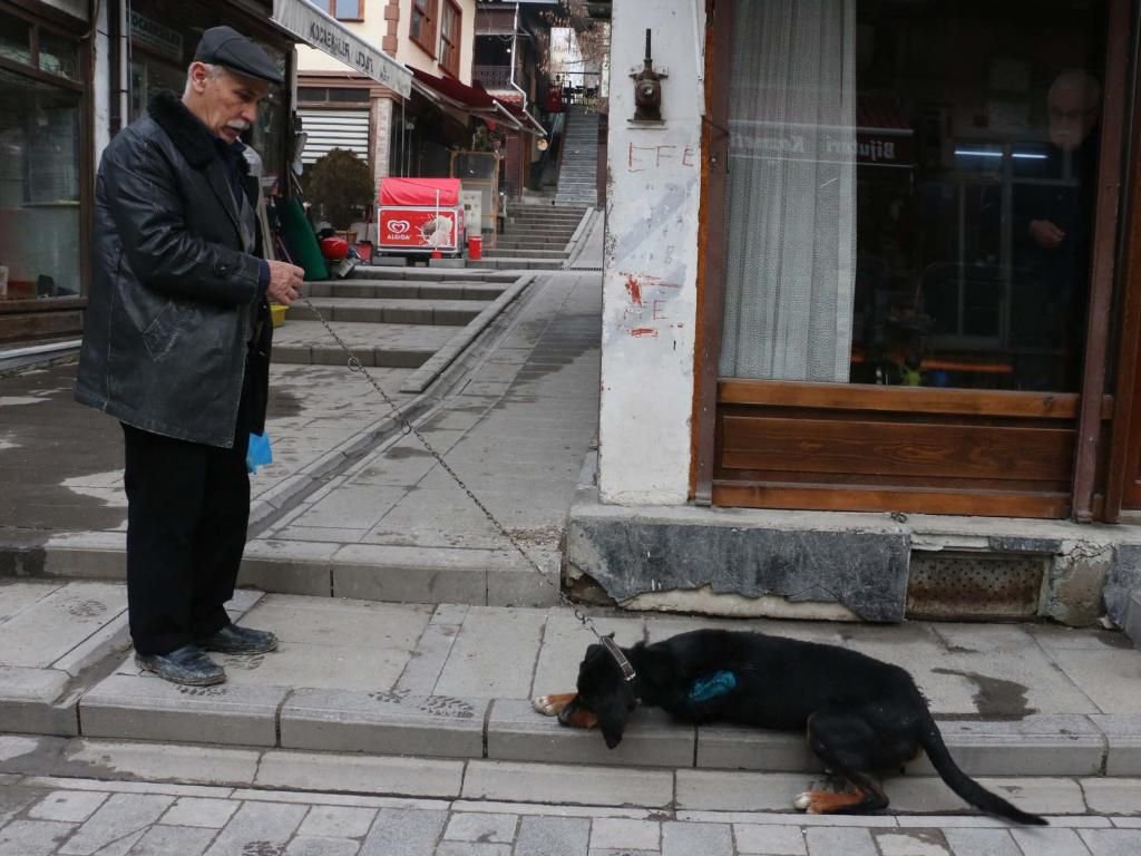 ORMANA GİDEN KÖPEKLER SALDIRYA UĞRADI