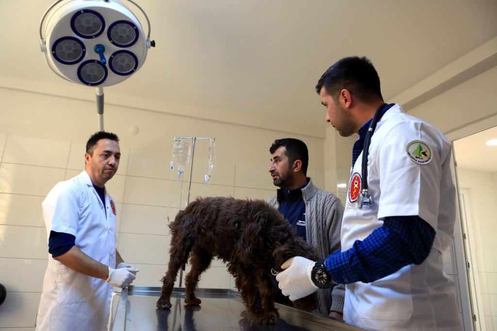 SOKAĞA ATILAN KÖPEĞİ SAHİPLENDİ