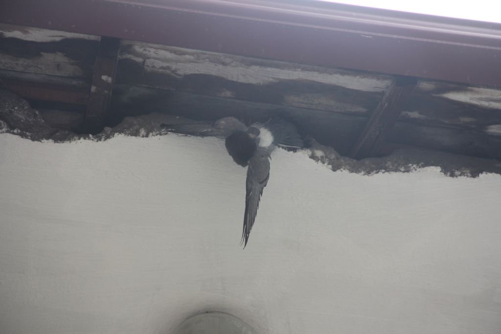 KURTULDU DERKEN YEM OLDU