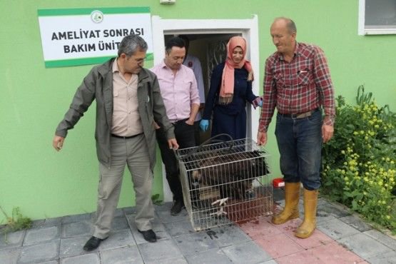 TEDAVİSİNİ YAPIP DOĞAYA SALDILAR