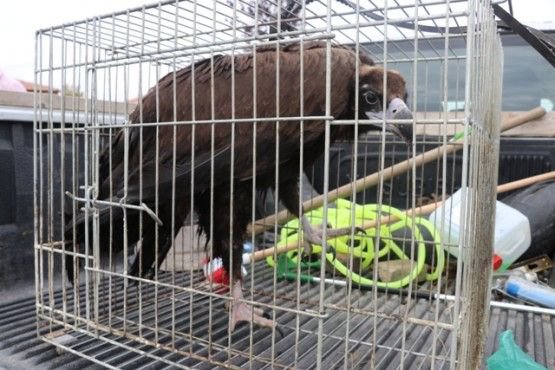 TEDAVİSİNİ YAPIP DOĞAYA SALDILAR