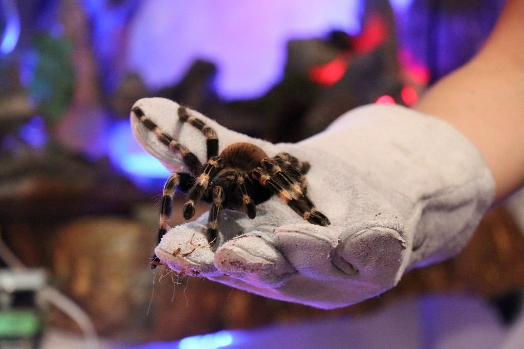 VAHŞİ HAYVANLARI OFİSİNDE BESLİYOR