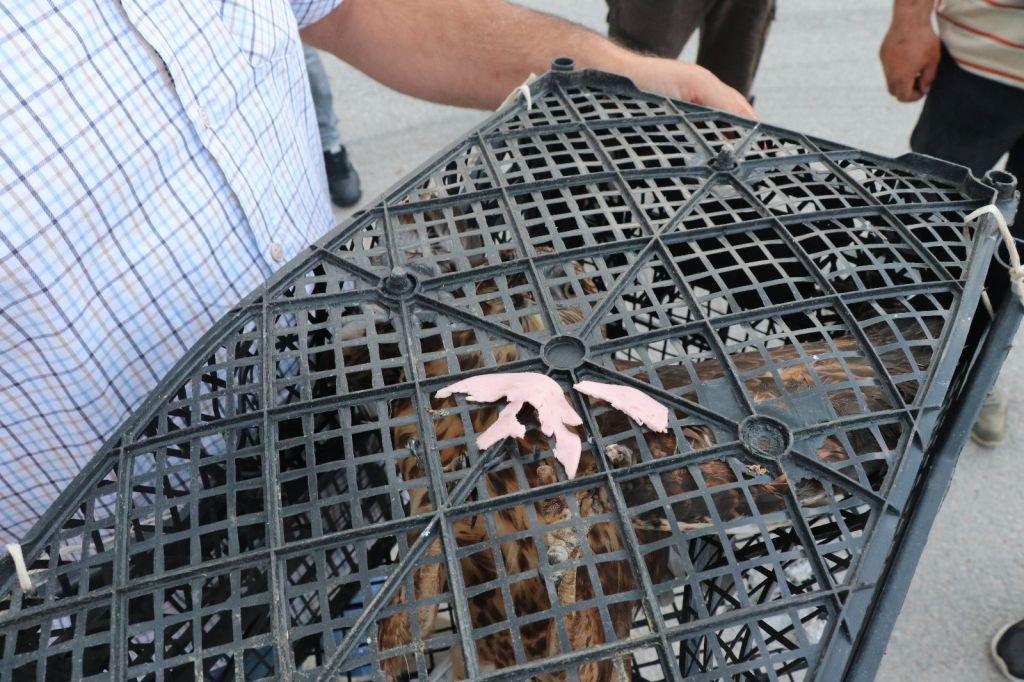 YARALI KUŞU, İŞÇİLER KURTARDI