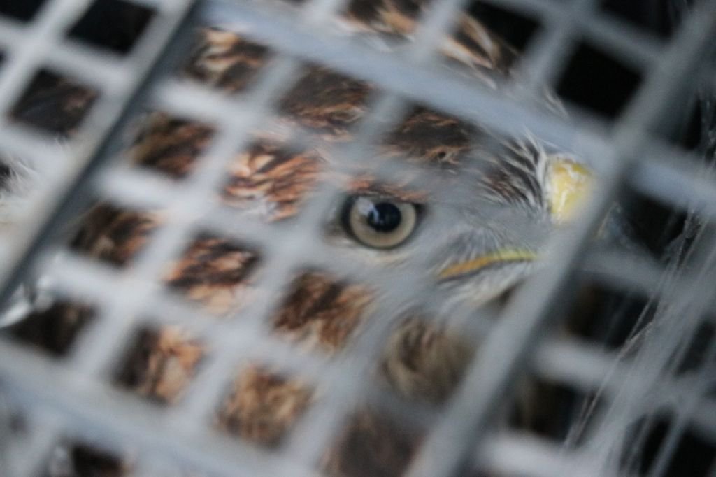 YARALI KUŞU, İŞÇİLER KURTARDI